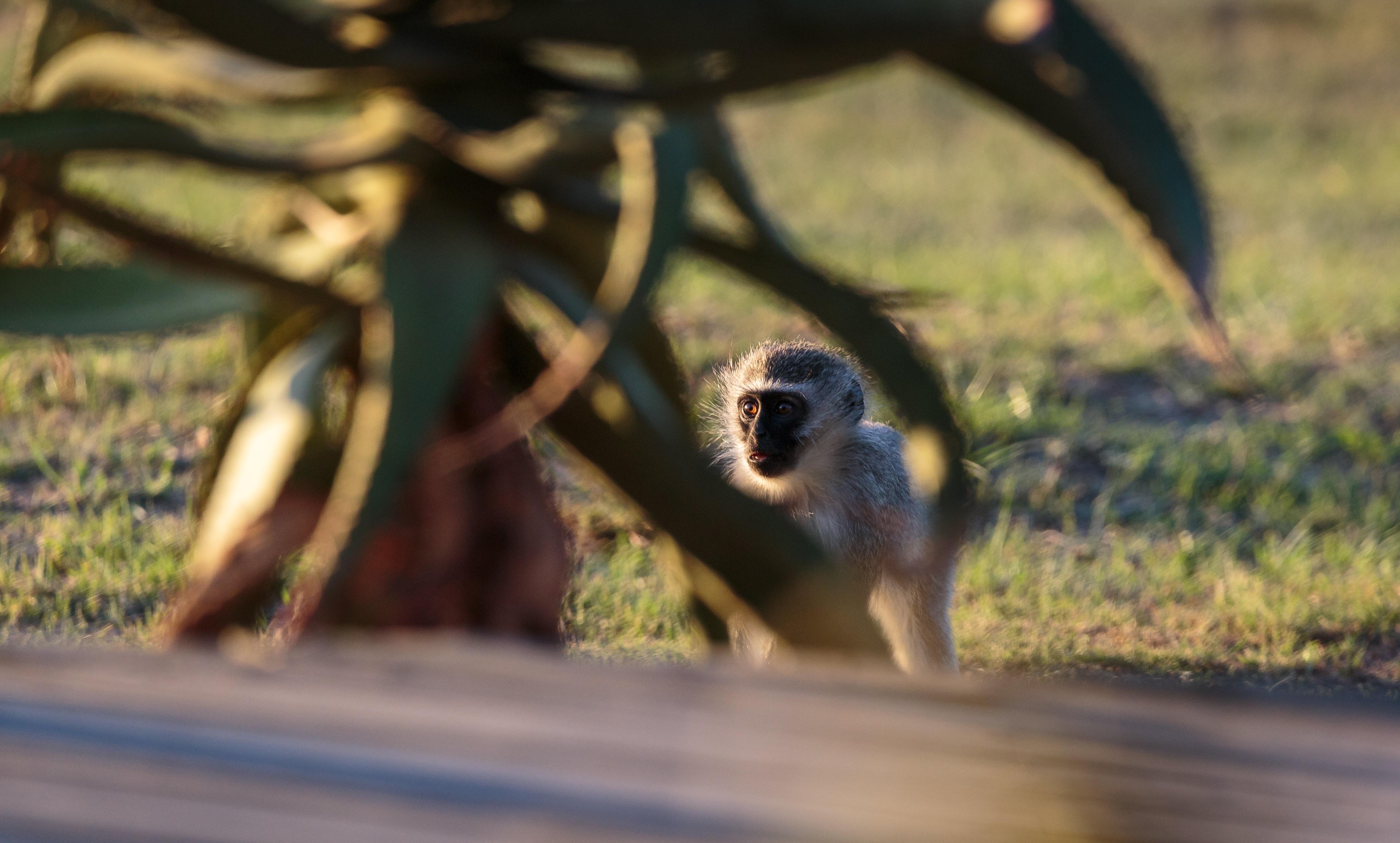 Hlosi Game Lodge - Amakhala Game Reserve Buyskloof Bagian luar foto