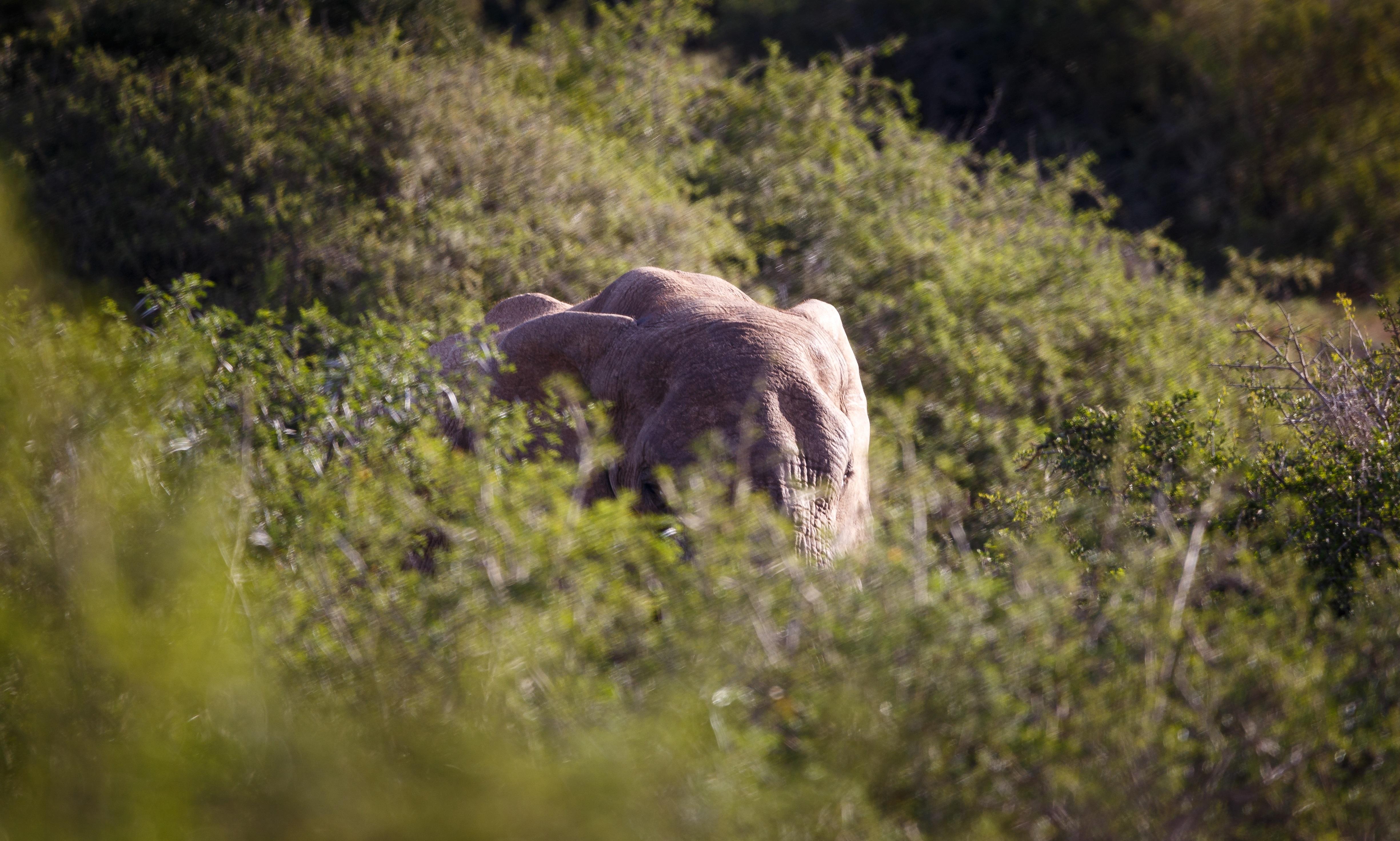 Hlosi Game Lodge - Amakhala Game Reserve Buyskloof Bagian luar foto