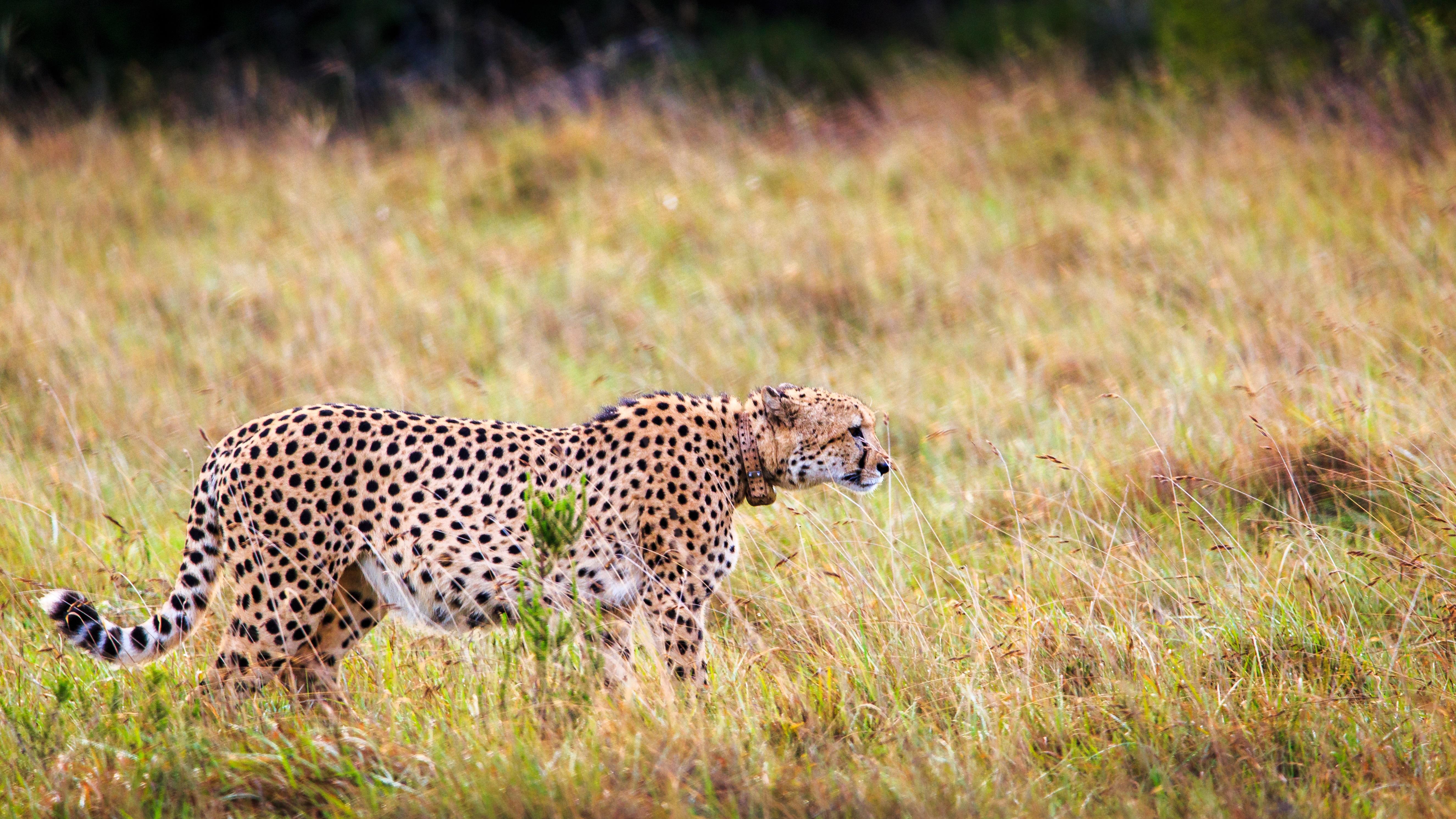 Hlosi Game Lodge - Amakhala Game Reserve Buyskloof Bagian luar foto