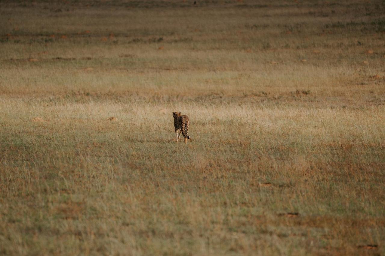 Hlosi Game Lodge - Amakhala Game Reserve Buyskloof Bagian luar foto