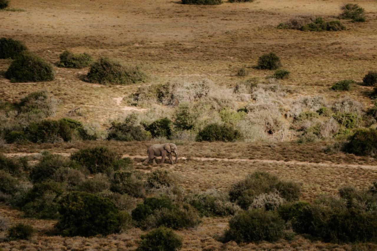 Hlosi Game Lodge - Amakhala Game Reserve Buyskloof Bagian luar foto