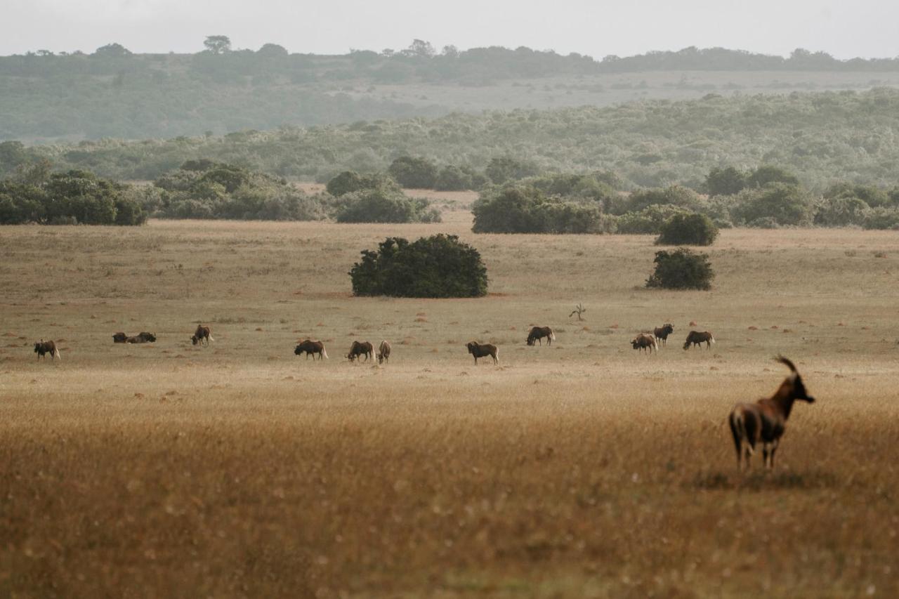 Hlosi Game Lodge - Amakhala Game Reserve Buyskloof Bagian luar foto