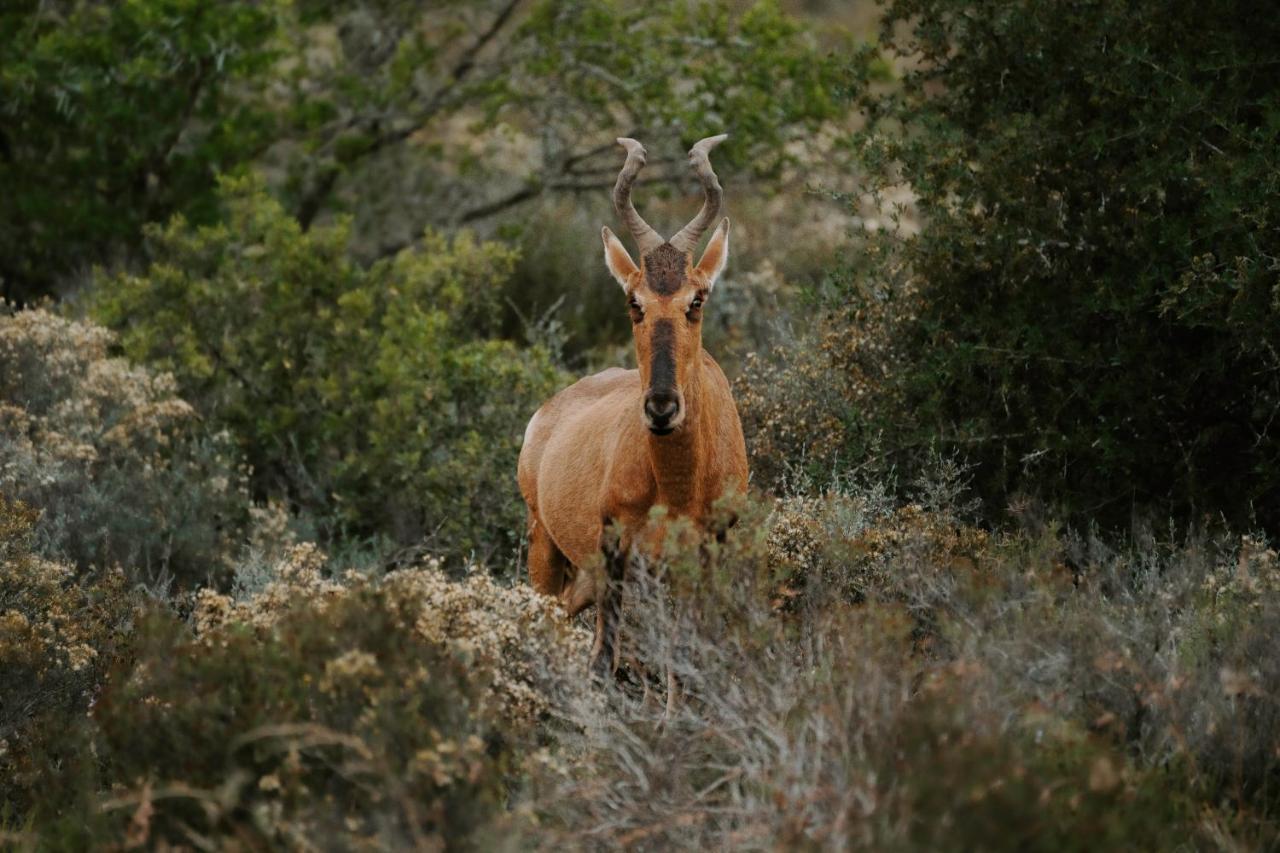 Hlosi Game Lodge - Amakhala Game Reserve Buyskloof Bagian luar foto