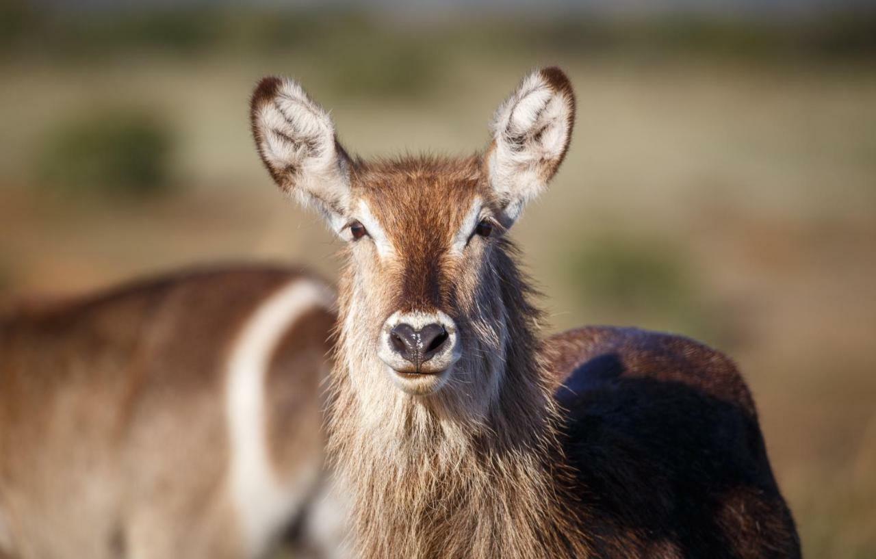 Hlosi Game Lodge - Amakhala Game Reserve Buyskloof Bagian luar foto