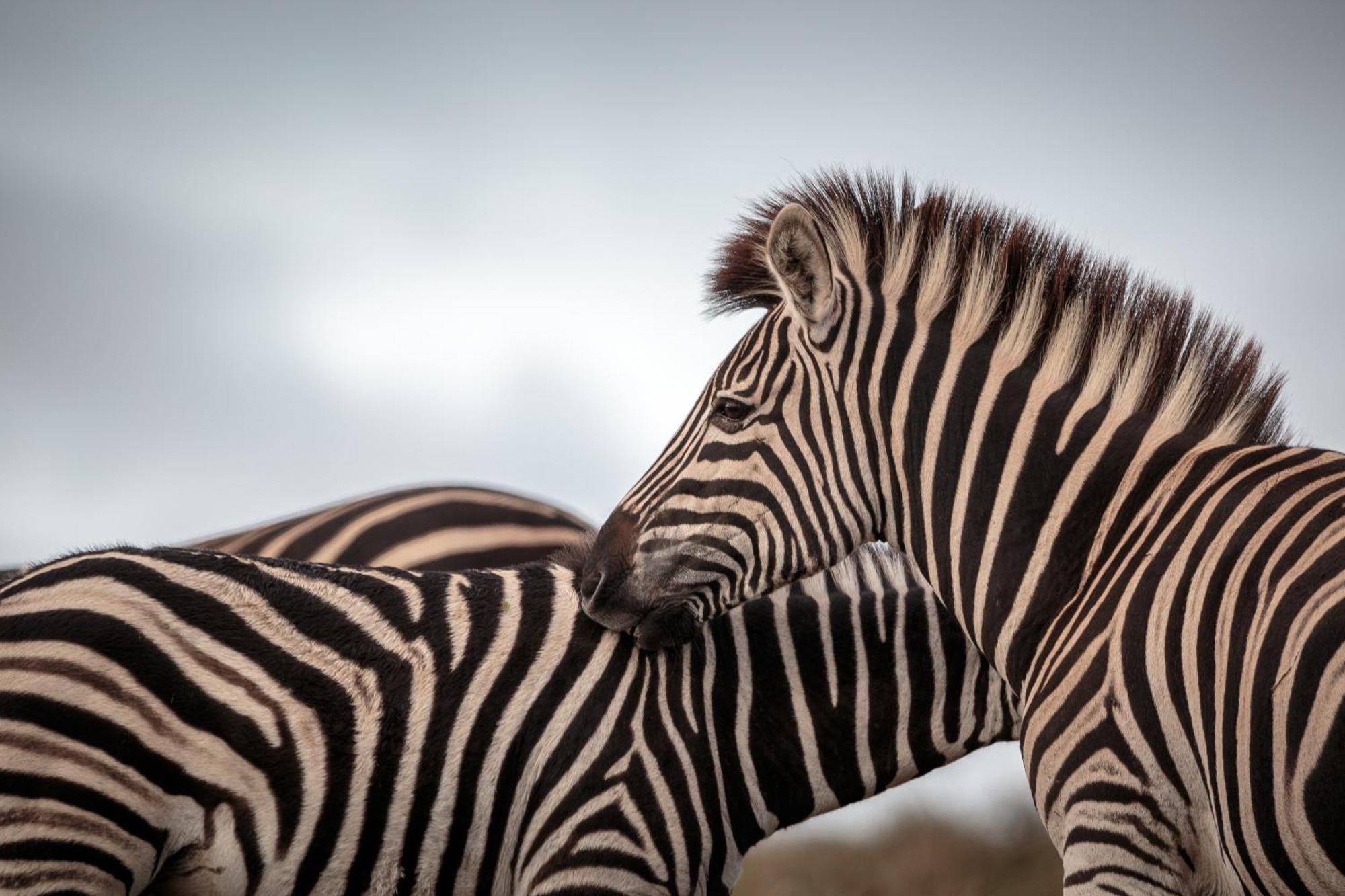 Hlosi Game Lodge - Amakhala Game Reserve Buyskloof Bagian luar foto